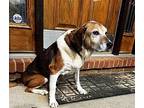 OSCAR Beagle Senior Male