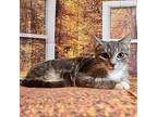 Chevy Domestic Shorthair Kitten Male