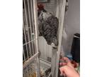 Adopt Love a African Grey