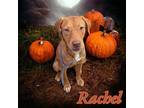 Rachel Labrador Retriever Adult Female