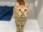Andrew Domestic Shorthair Adult Male