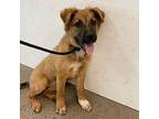 Itsy Bitsy Mixed Breed (Medium) Puppy Female