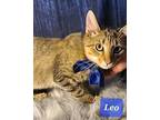 Leo the lawman Domestic Shorthair Young Male
