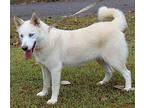 Fancy 38399 Husky Adult Female