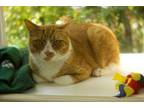 Butterscotch Domestic Shorthair Senior Male