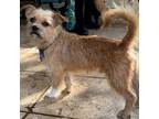 Adopt Beethoven a Terrier