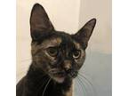 Tulip Domestic Shorthair Young Female