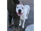 Adopt Bruno a Dogo Argentino