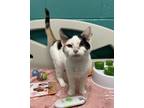 Rose Domestic Shorthair Young Female