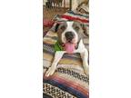 Adopt Crankshaft a American Staffordshire Terrier