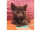 KITTEN GRAY EARL Domestic Mediumhair Kitten Male