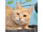 Patchie Domestic Shorthair Adult Female