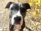 Chicle American Pit Bull Terrier Adult Female
