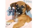Wesson 38452 Black Mouth Cur Puppy Male