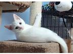 Powder Domestic Mediumhair Kitten Male