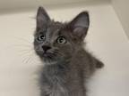 Whale Domestic Shorthair Adult Female