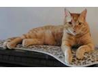 Adopt Sir TOMMY a Egyptian Mau, Persian
