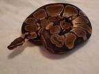 Adopt Bubbles a Ball Python