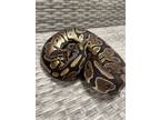 Adopt BC a Ball Python