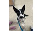 Adopt Shiner a Border Collie, Cattle Dog