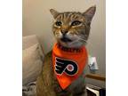 Adopt Bobby Clarke a Tabby