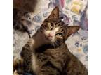 Adopt Leo a Domestic Short Hair