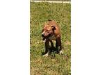 Adopt Mighty Mouse a American Staffordshire Terrier