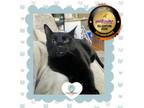 Adopt Winston a Domestic Short Hair