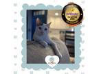 Adopt Wisco a Domestic Short Hair