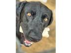 Adopt Doug a Black Labrador Retriever