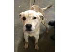 Adopt Spunky a Mixed Breed