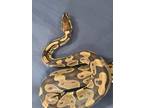 Adopt Ball 5 a Ball Python