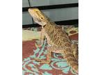 Adopt Dexter a Bearded Dragon