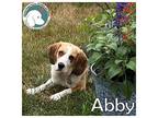 ABBY Beagle Adult Female