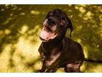 Gravy Labrador Retriever Senior Male