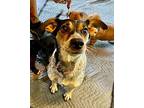 Lily Jack Russell Terrier Young Female