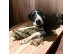 Adopt Tela a Great Dane / Mixed dog in Bullard, TX (37238274)