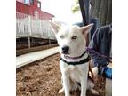 Adopt Juel a Siberian Husky dog in Snow Camp, NC (28485086)