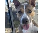 Adopt Fawna a Tan/Yellow/Fawn Pit Bull Terrier / Mixed dog in Long Beach