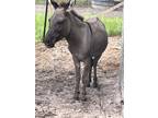 Male Stud Donkey