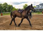 8yr Old Percheron Gelding