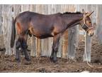 Crosshairs Long-Yearling Mule Gelding *Reining Bred*