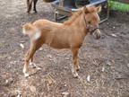 AMHA/AMHR Red Dun Miniature Filly