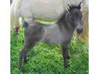 AMHA/AMHR filly foal born May 9, 2023, smoky black with blue eyes.