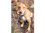 Adopt Pinto $295 a Tan/Yellow/Fawn - with White Australian Shepherd / Mixed dog