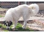 Adopt Dorthy a White - with Black Great Pyrenees / Mixed dog in Choctaw