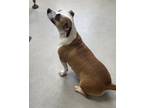 Adopt Jillie a Tricolor (Tan/Brown & Black & White) Beagle / Mixed dog in