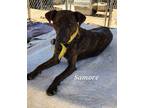 Adopt Samoree a Brindle Mixed Breed (Medium) / Mixed dog in Calexico