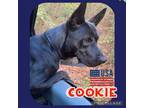 Adopt COOKIE a Black Retriever (Unknown Type) / Mixed dog in Sumter