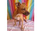 Adopt Petra a Tan/Yellow/Fawn - with White Mixed Breed (Medium) / Mixed dog in
